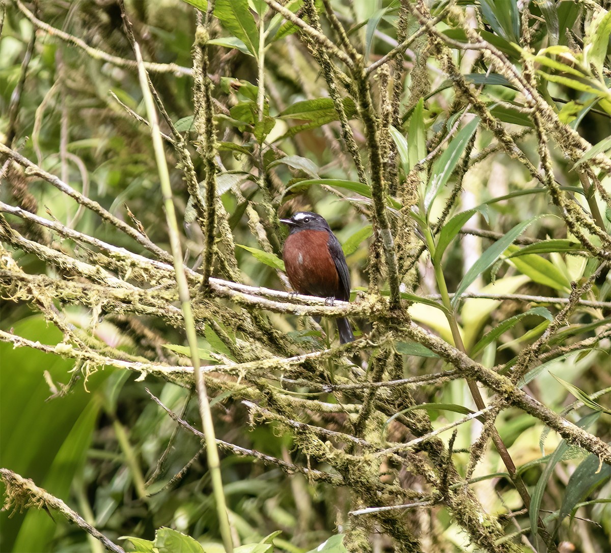 Chestnut-bellied Chat-Tyrant - ML651067893