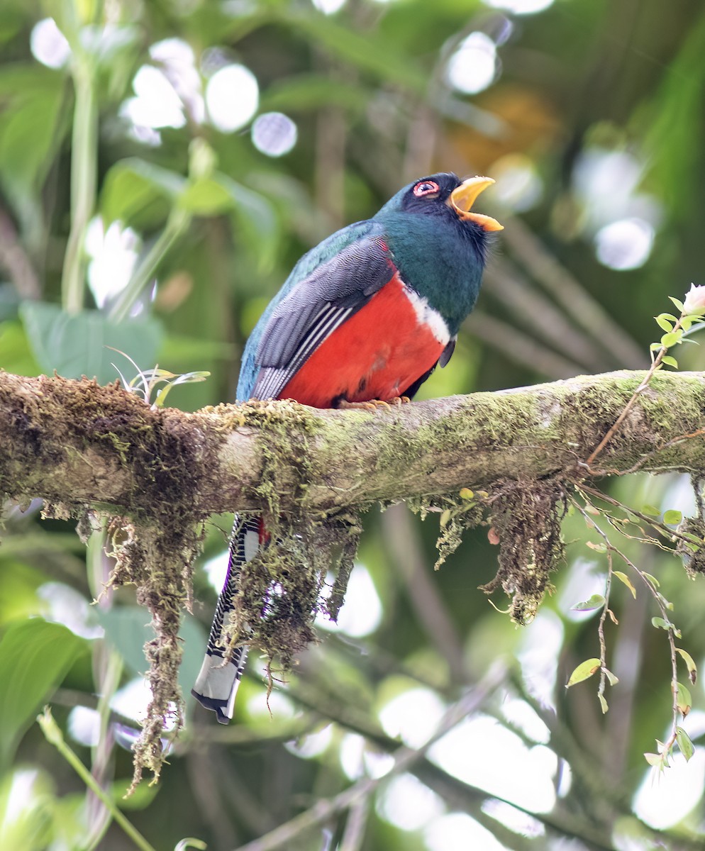 Masked Trogon - ML651067913