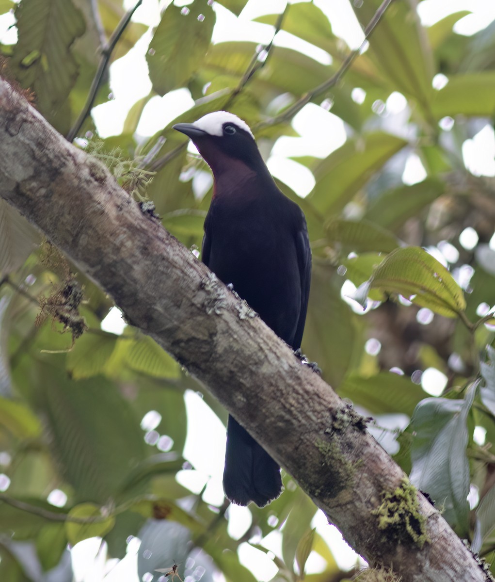 White-capped Tanager - ML651067930