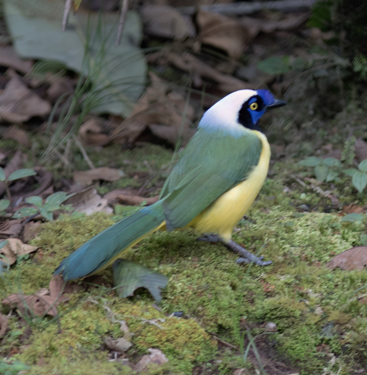 Green Jay - ML651067947
