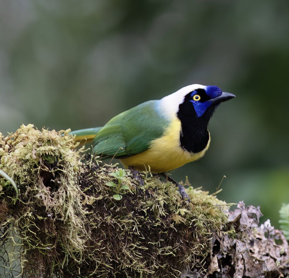 Green Jay - ML651067949