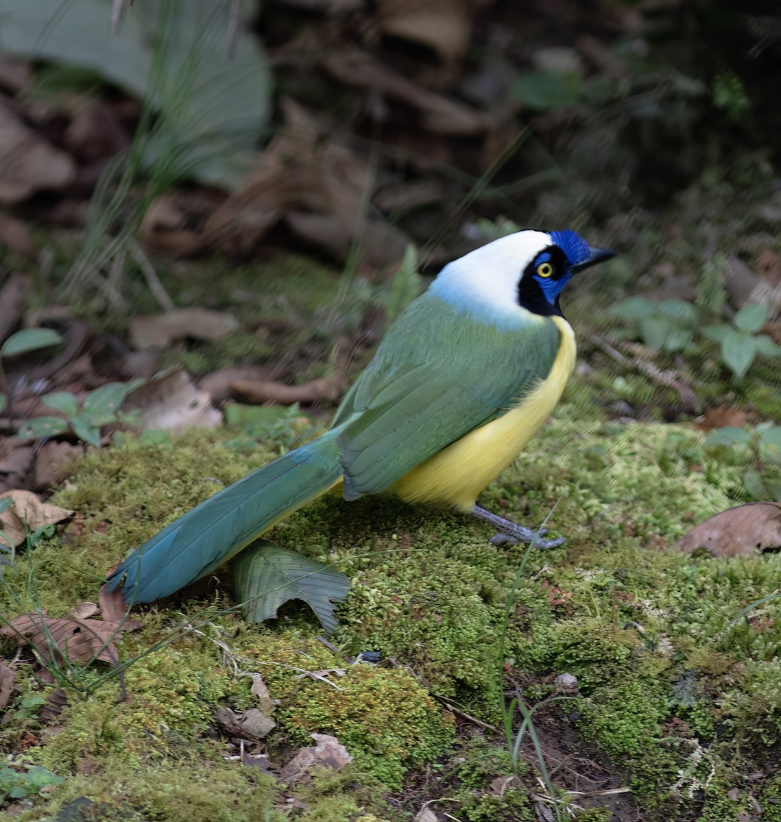 Green Jay - ML651067950
