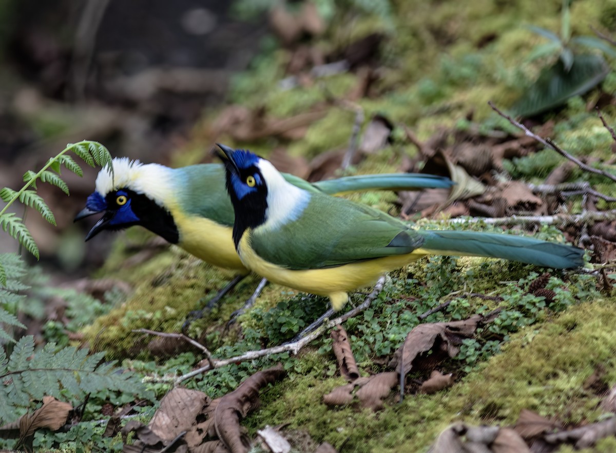 Green Jay - ML651067951