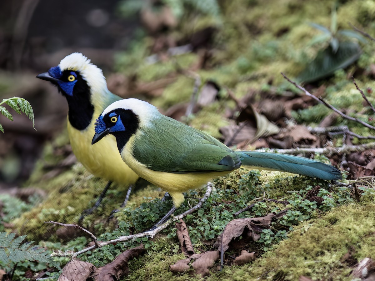 Green Jay - ML651067952