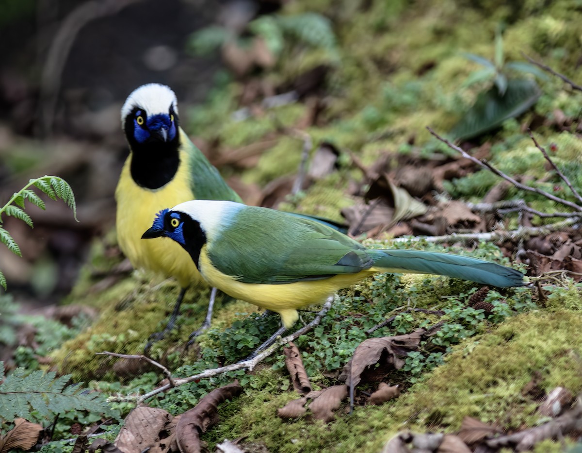 Green Jay - ML651067953