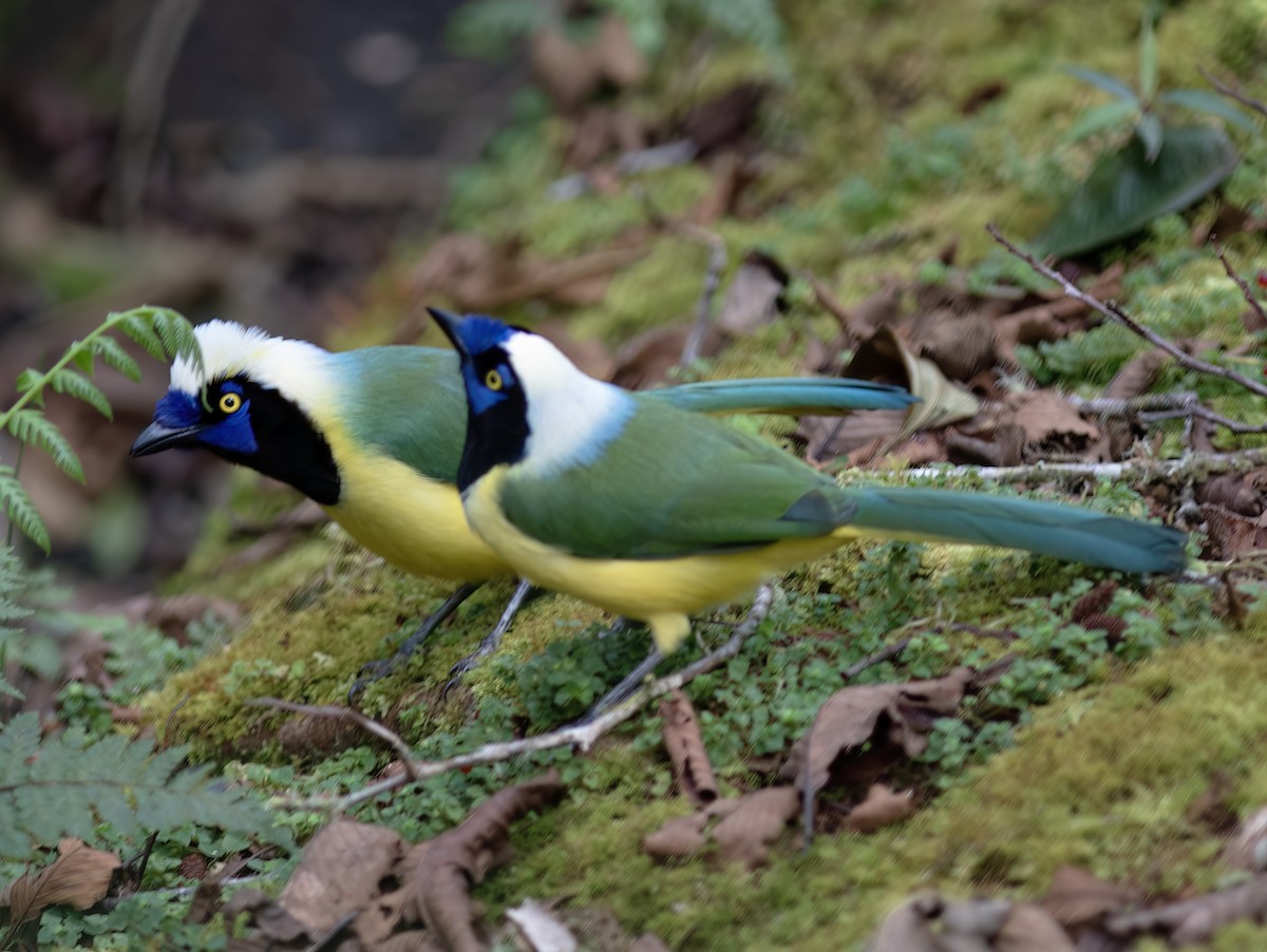 Green Jay - ML651067954
