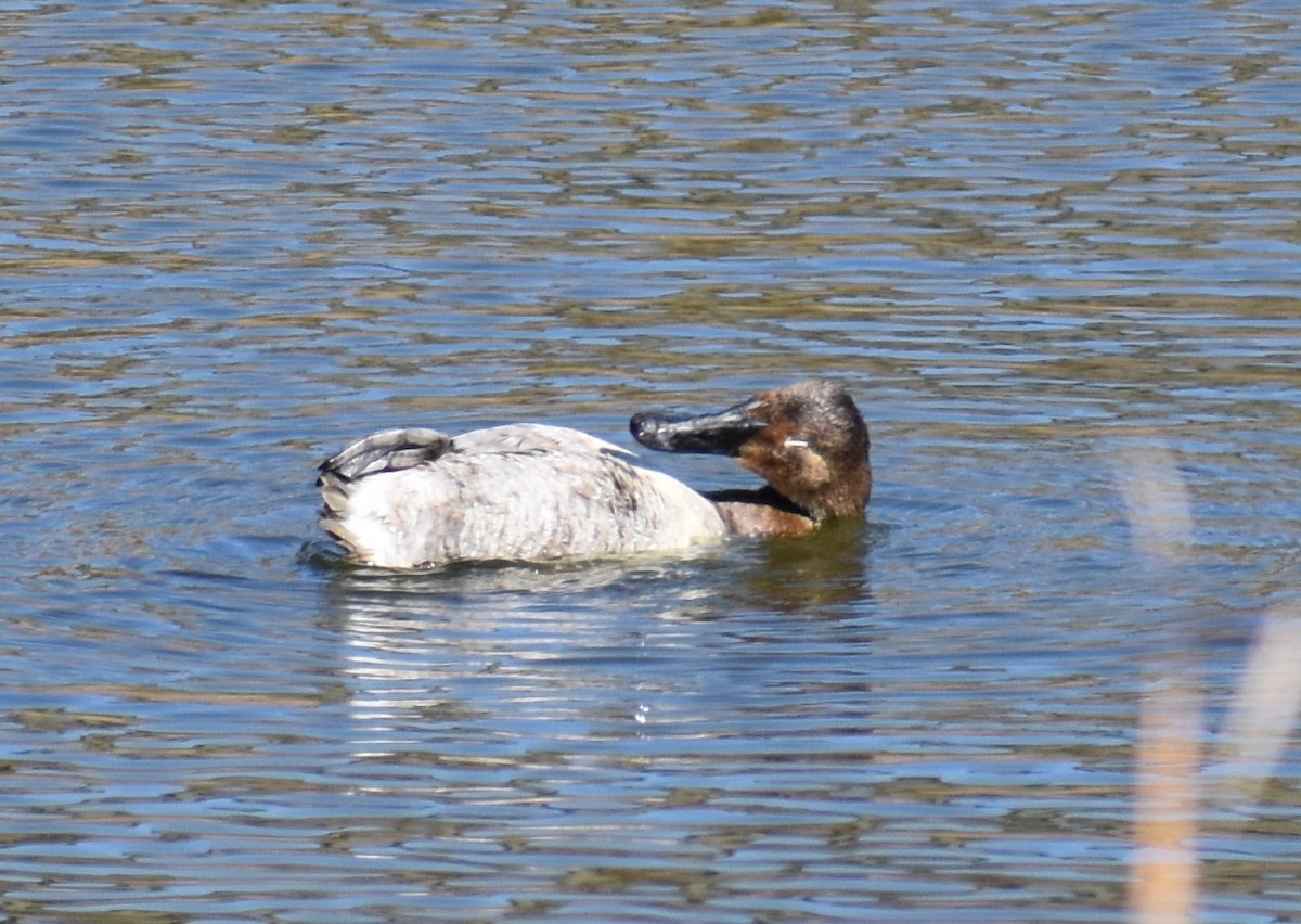 Porrón Coacoxtle - ML651068026