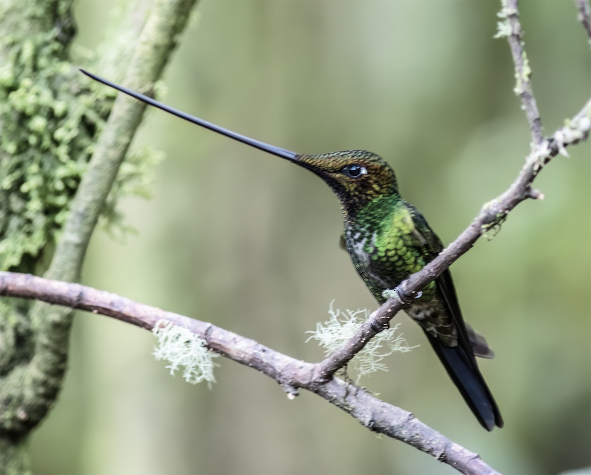 Sword-billed Hummingbird - ML651068057