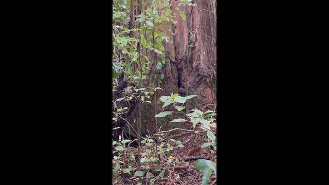 Acantisita Verdoso - ML651068071