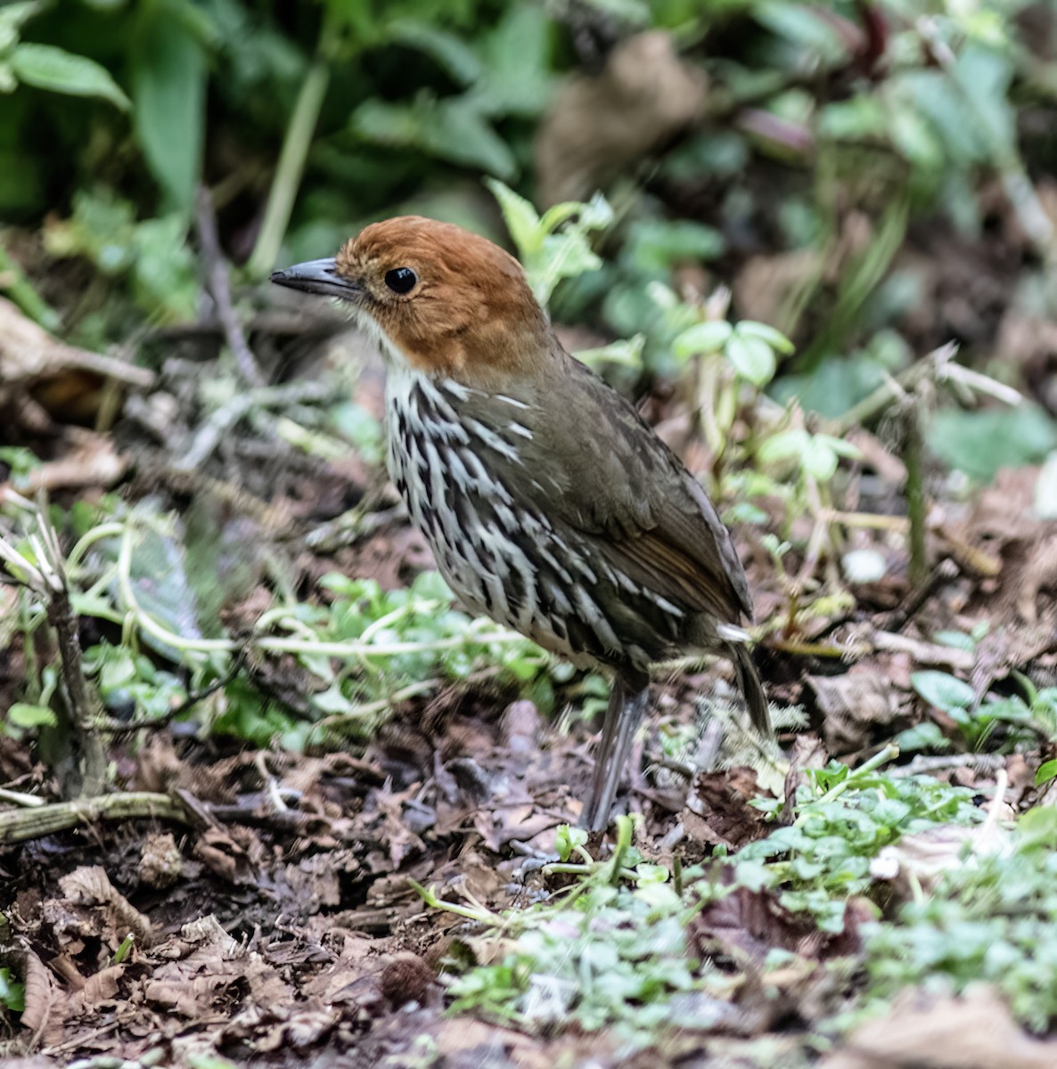 Chestnut-crowned Antpitta - ML651068077