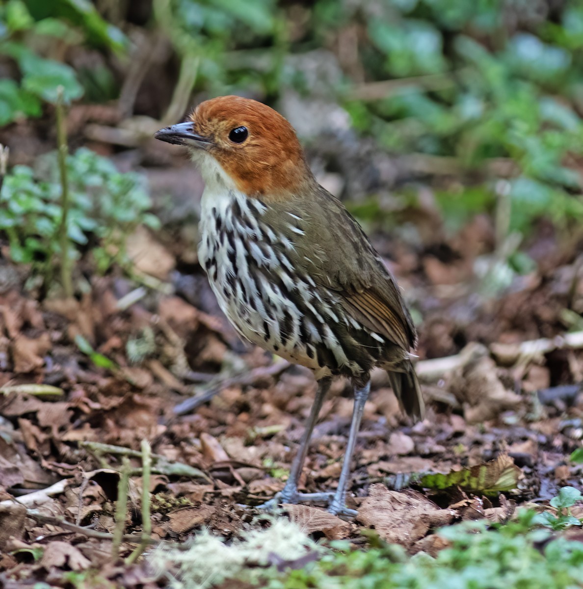 Chestnut-crowned Antpitta - ML651068078