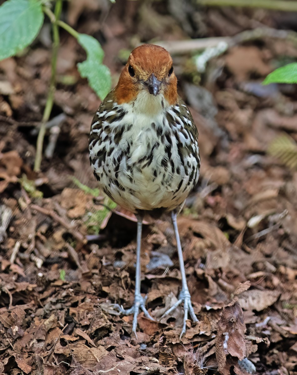 Chestnut-crowned Antpitta - ML651068079