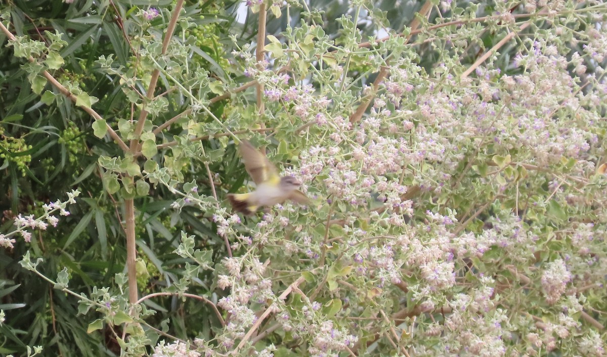 Горихвостковая древесница - ML651068141