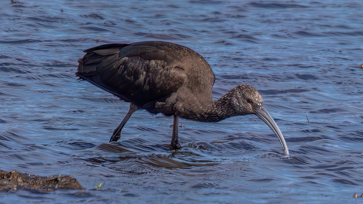 White-faced Ibis - ML651068154