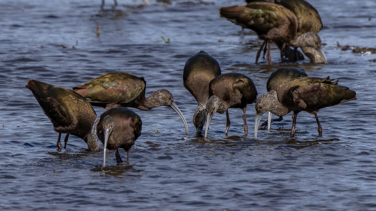White-faced Ibis - ML651068156