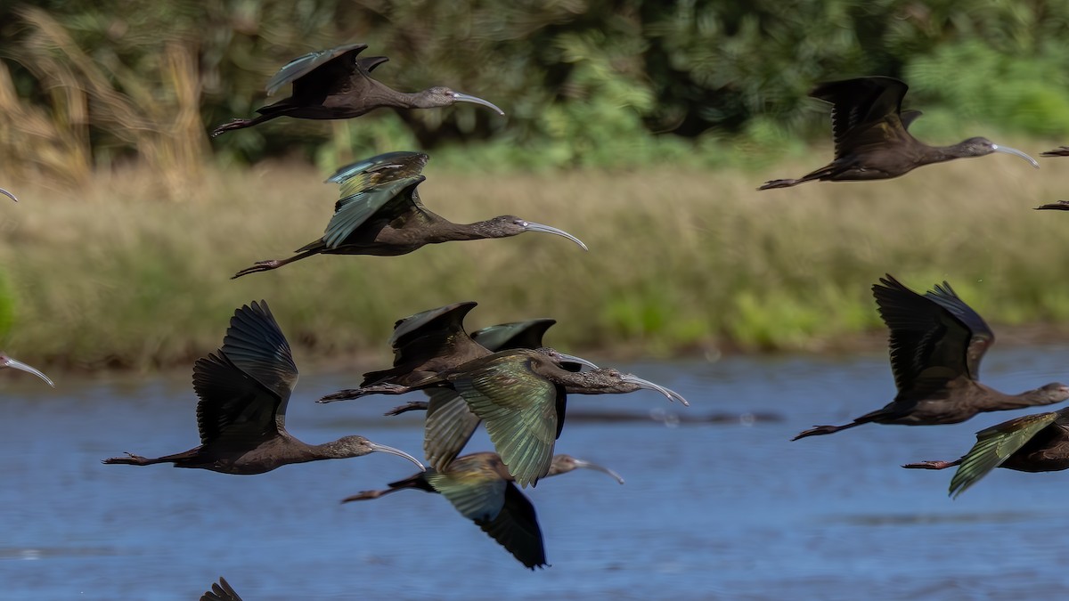 White-faced Ibis - ML651068157