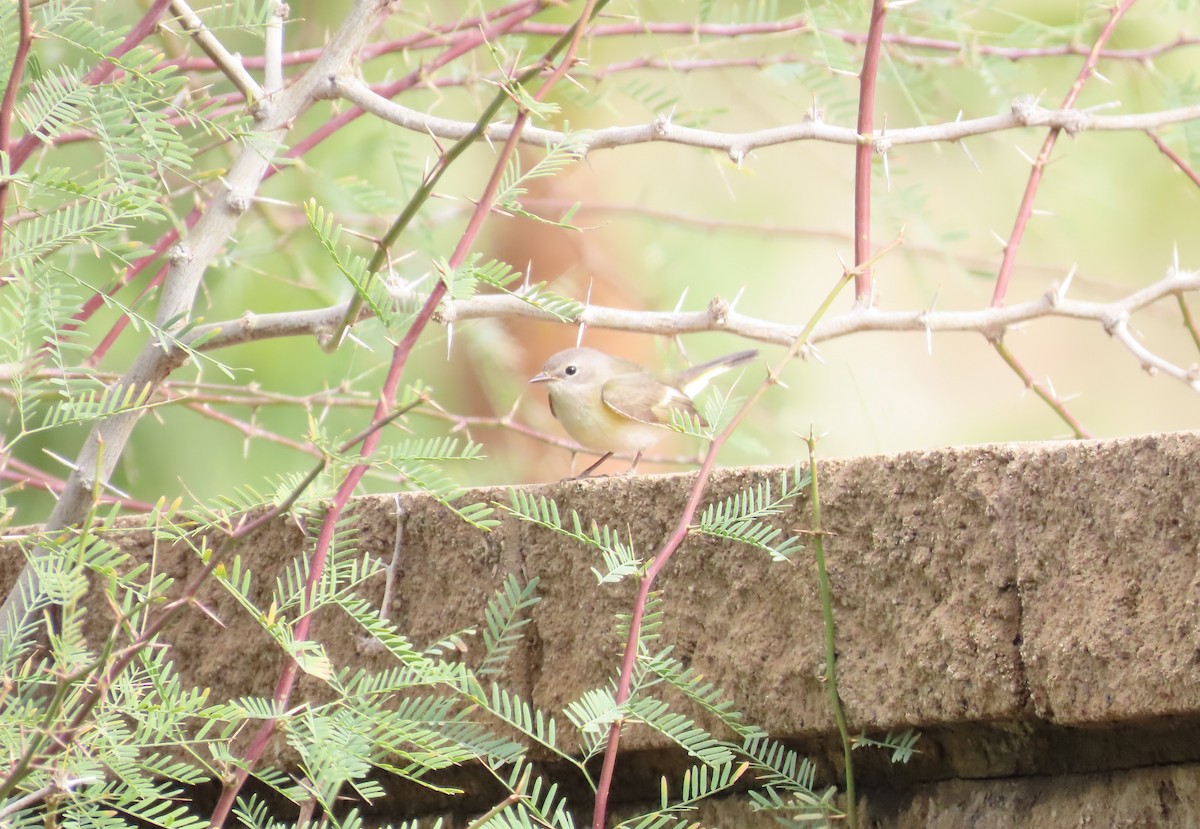 Горихвостковая древесница - ML651068180