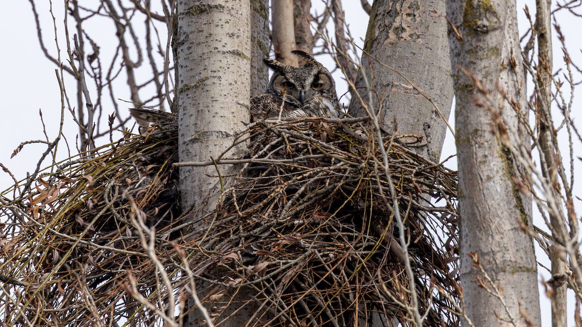 Great Horned Owl - ML651068181