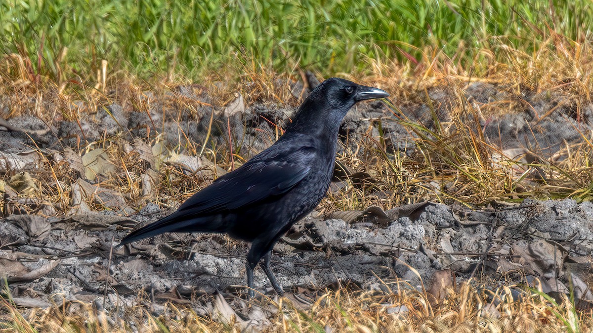 American Crow - ML651068452