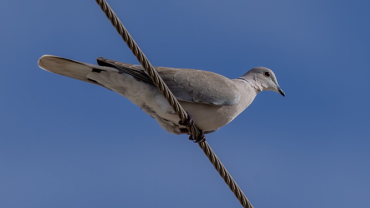 African Collared-Dove - ML651068529