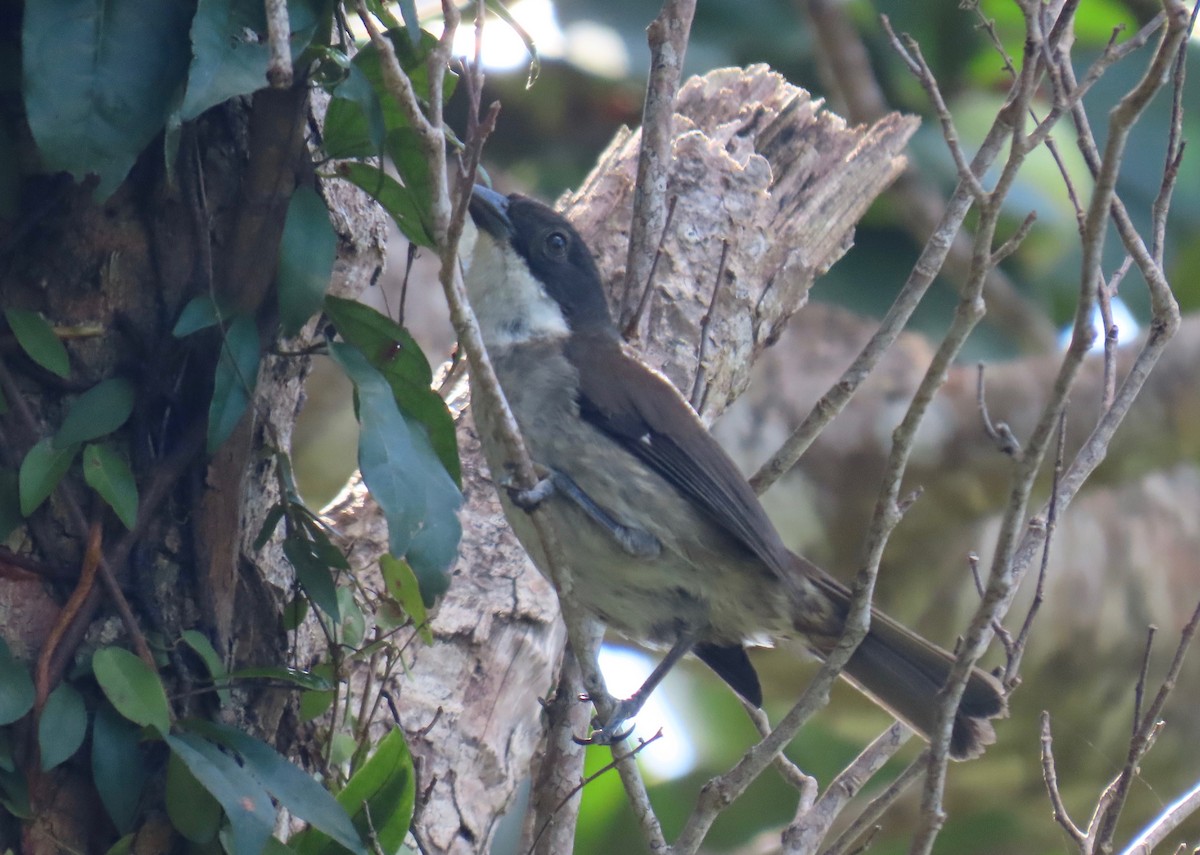 Tangara Puertorriqueña - ML651068532