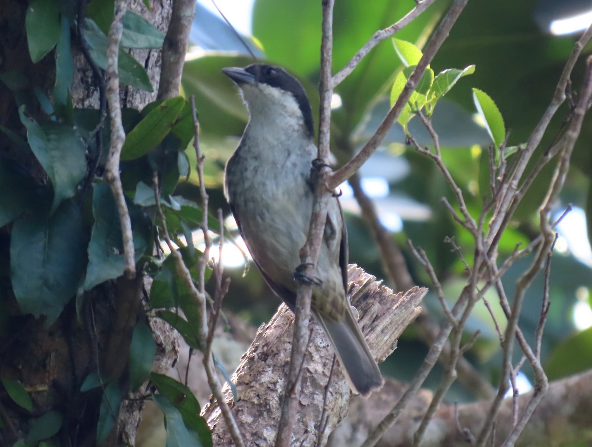 Tangara Puertorriqueña - ML651068534