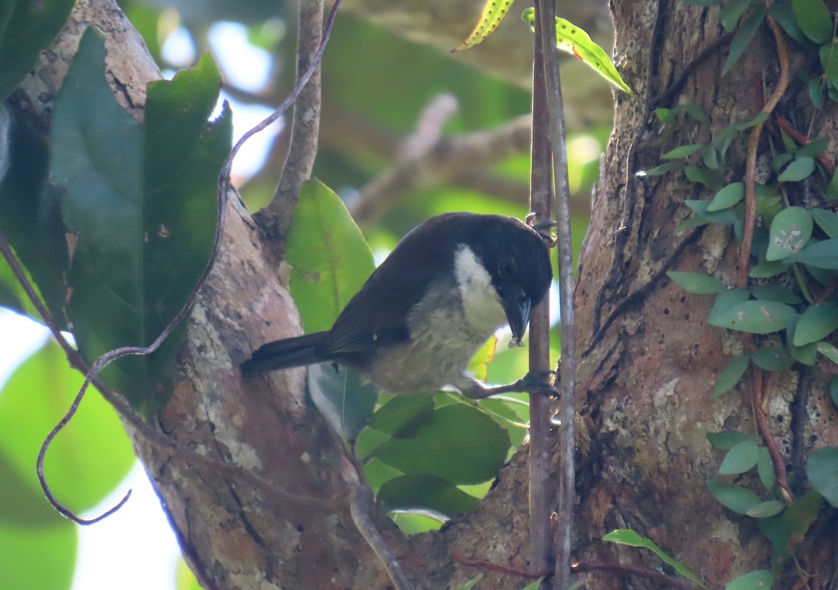 Tangara Puertorriqueña - ML651068535