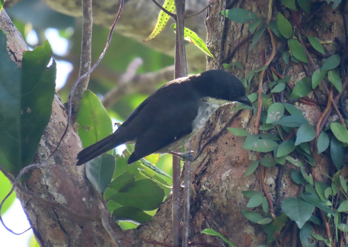 Tangara Puertorriqueña - ML651068536