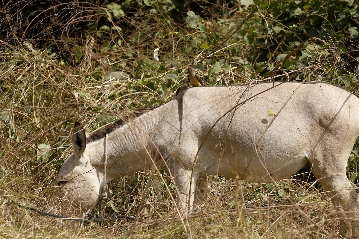 Yellow-billed Oxpecker - ML651068584