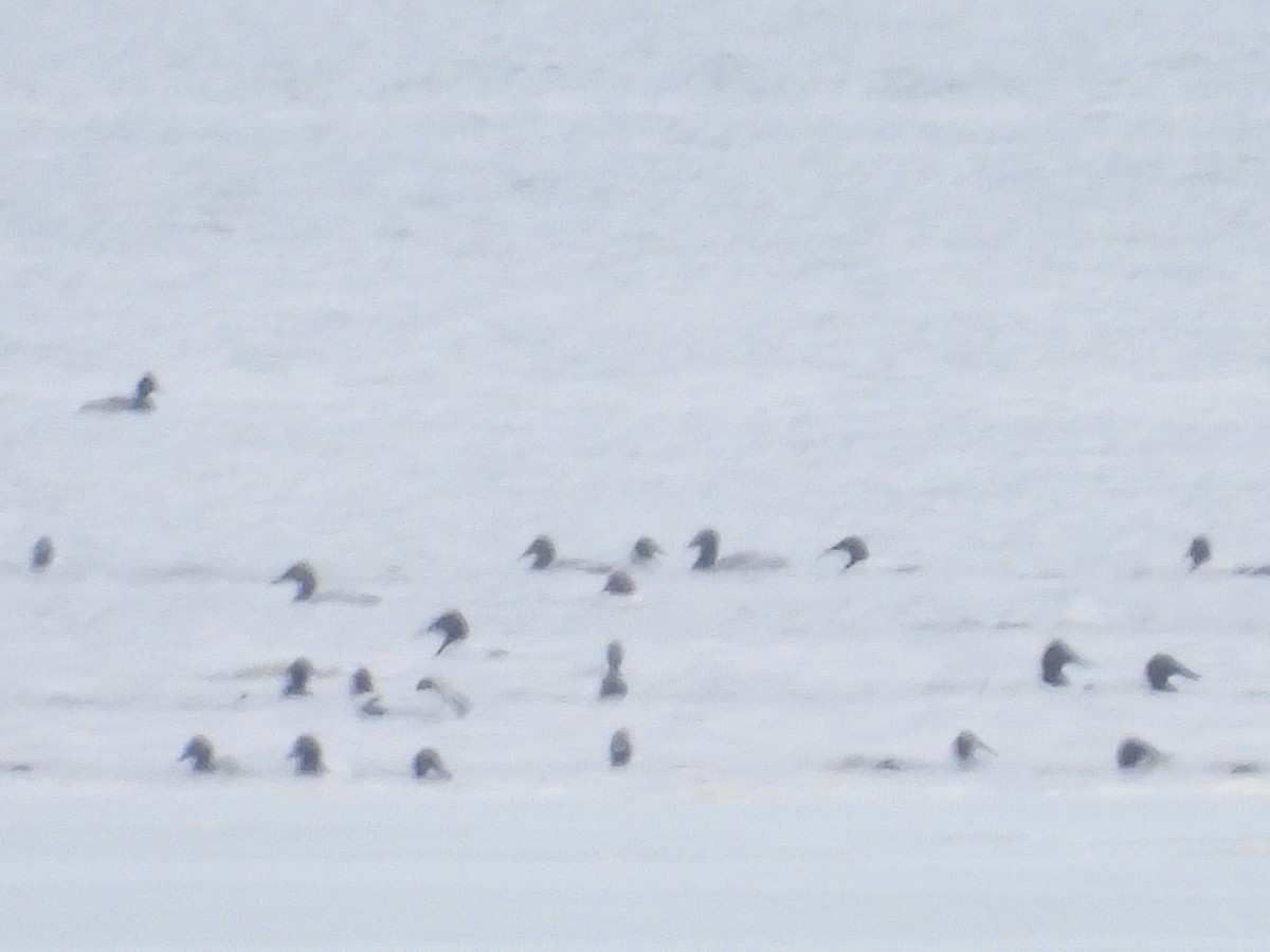 Porrón Coacoxtle - ML651070022