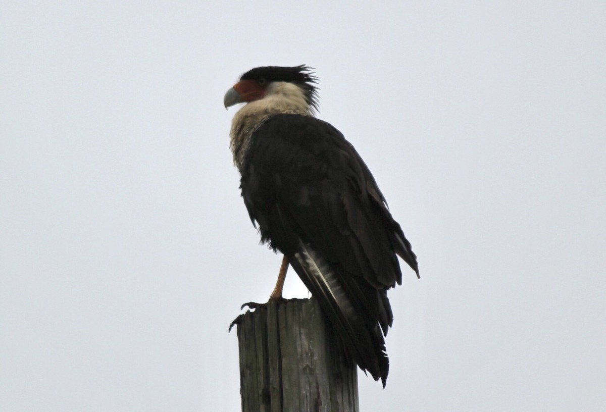 Crested Caracara (Northern) - ML651070144