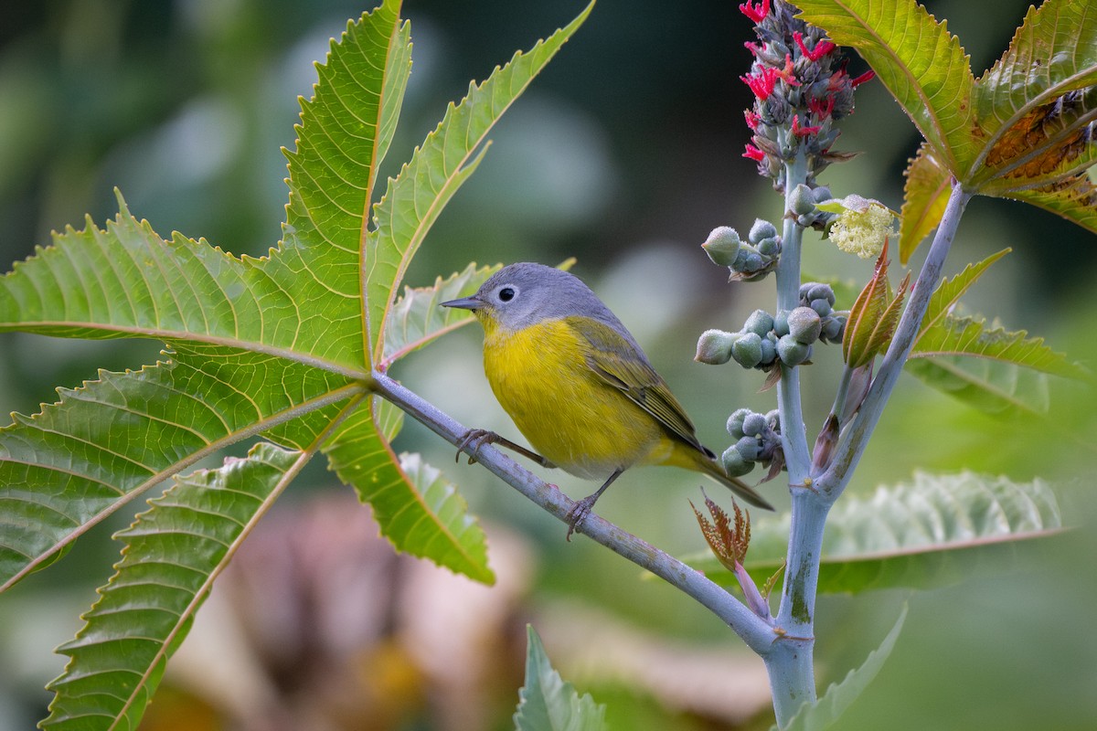Nashville Warbler - ML651070158