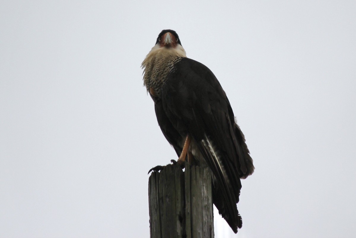 Crested Caracara (Northern) - ML651070322