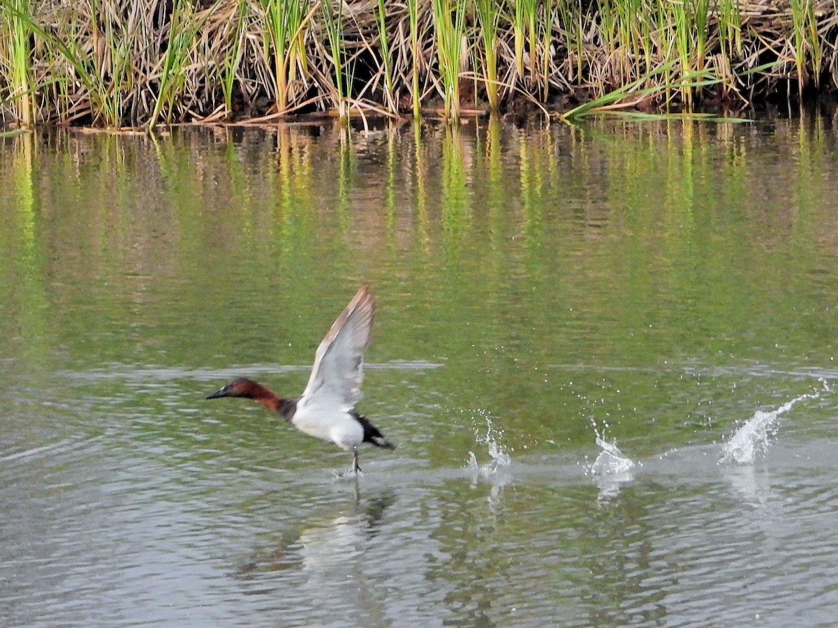 Porrón Coacoxtle - ML651070373