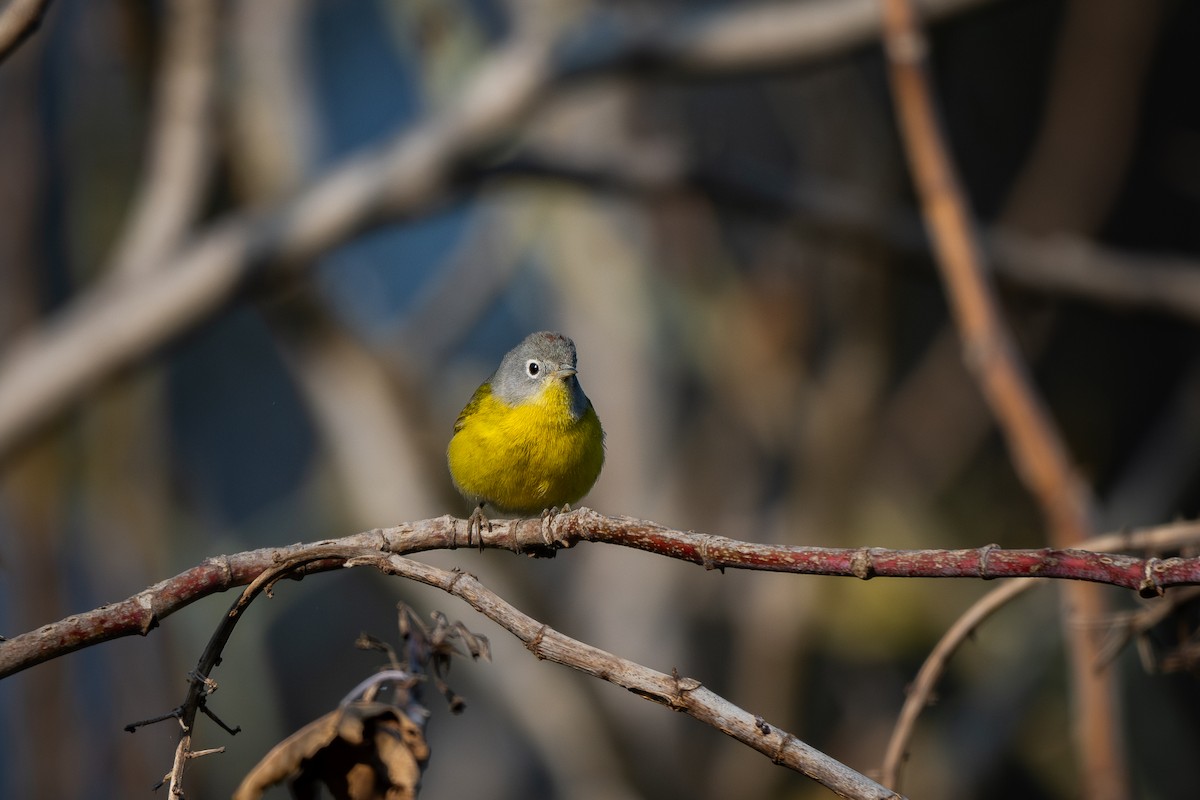 Nashville Warbler - ML651070544