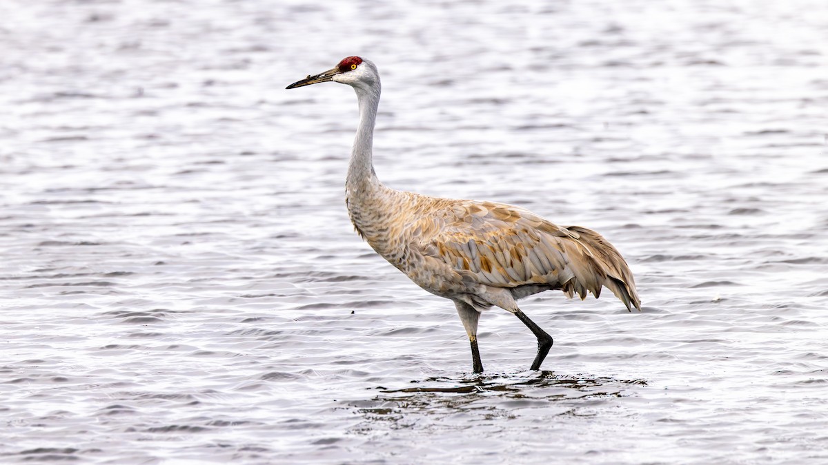 Sandhill Crane - ML651071260