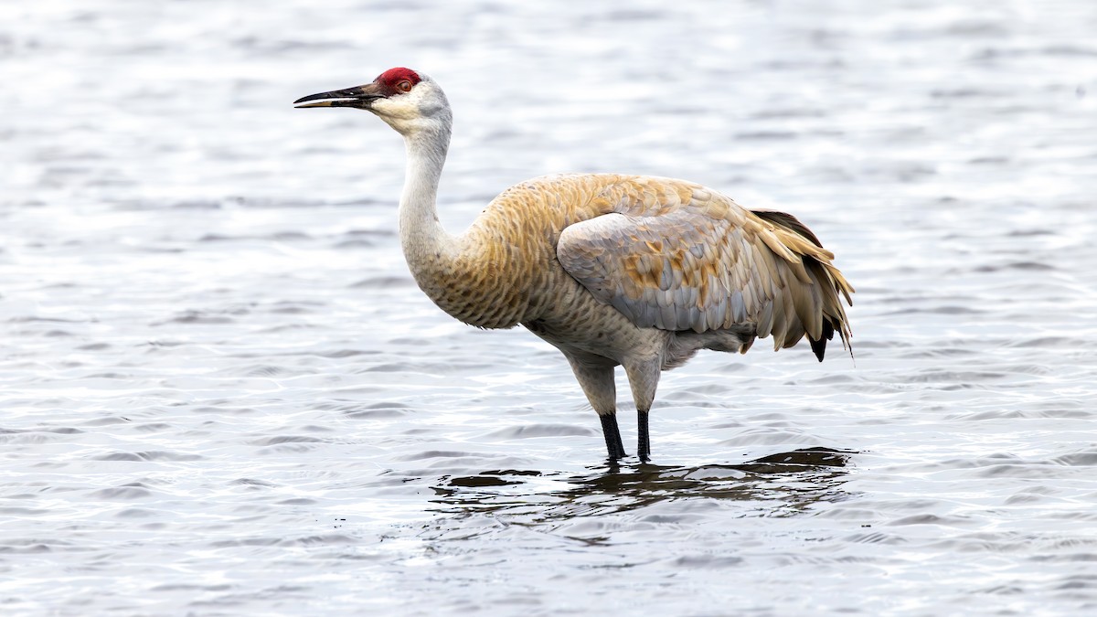 Sandhill Crane - ML651071261