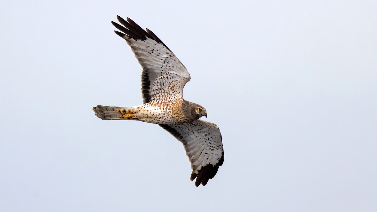 Northern Harrier - ML651071281