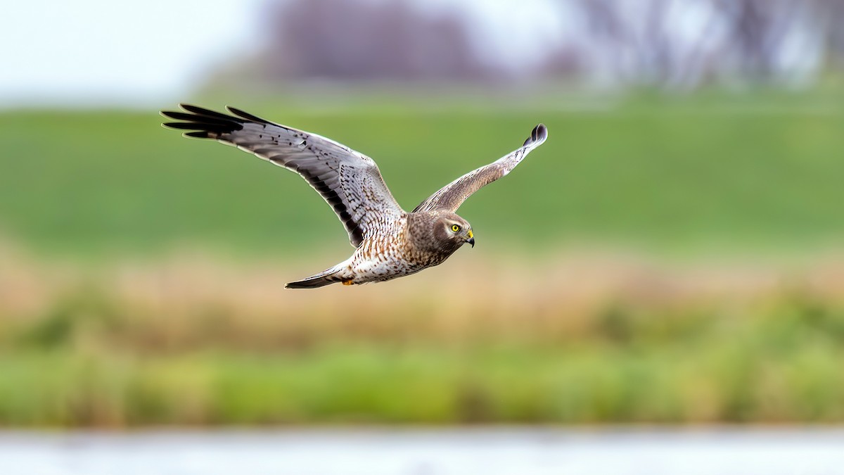 Northern Harrier - ML651071282
