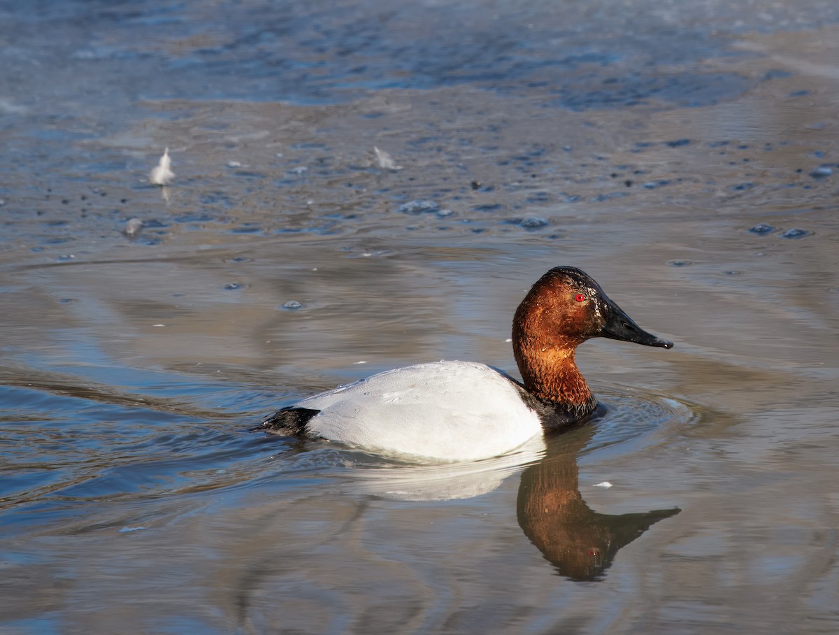 Porrón Coacoxtle - ML651071997