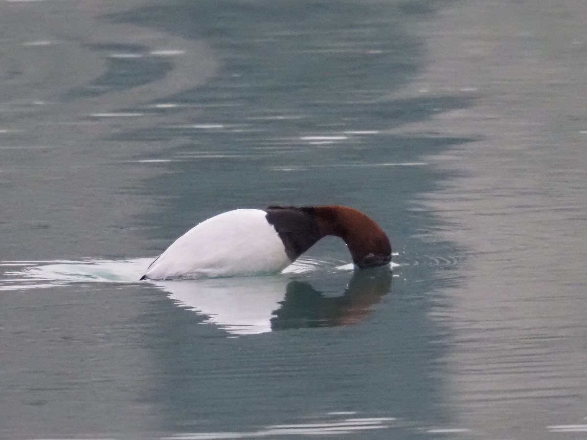 Porrón Coacoxtle - ML651072508