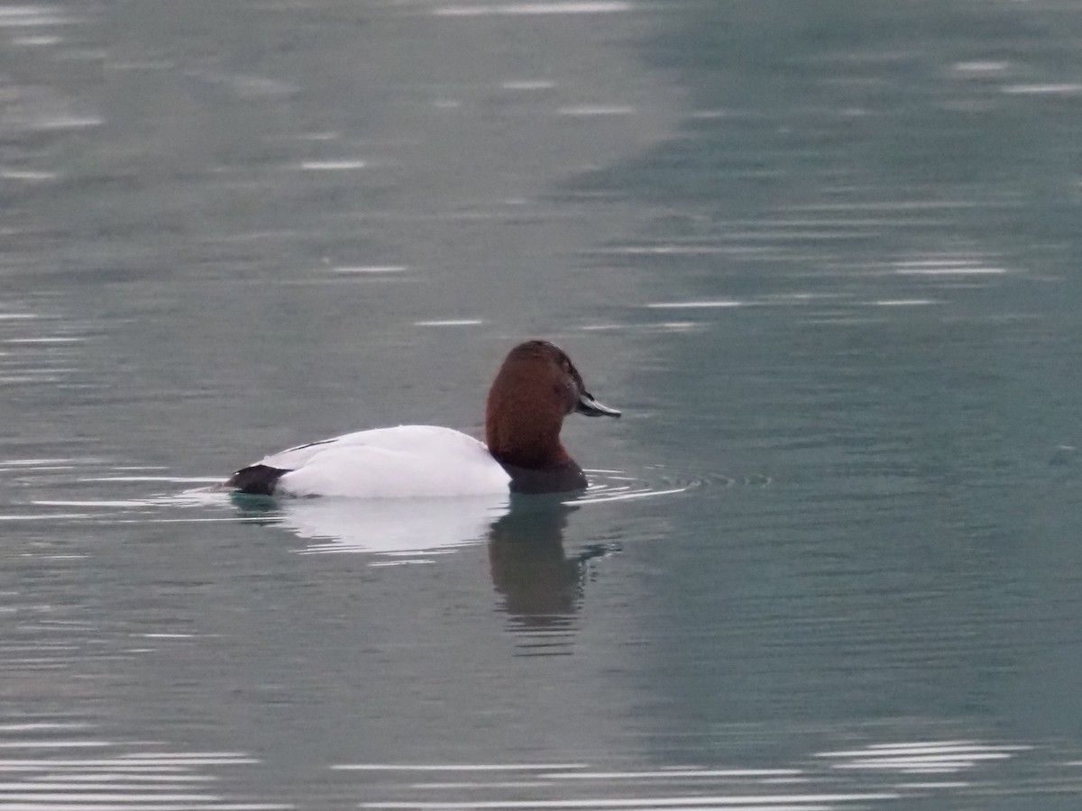 Porrón Coacoxtle - ML651072509