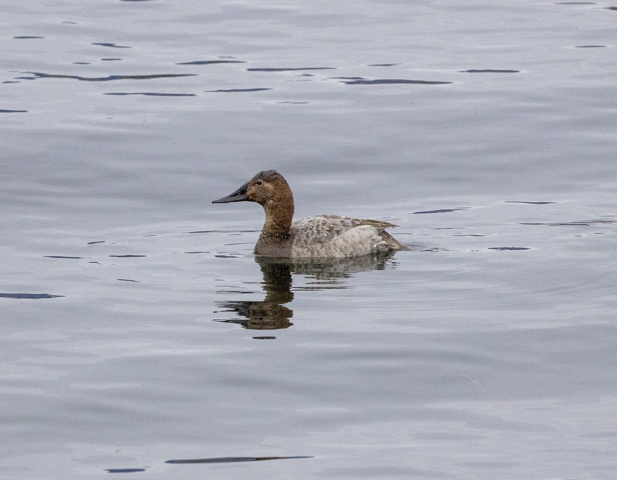 Porrón Coacoxtle - ML651072572
