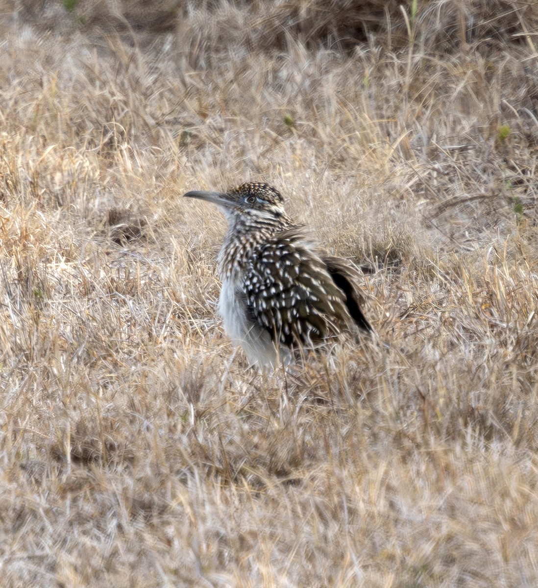 Greater Roadrunner - ML651072816