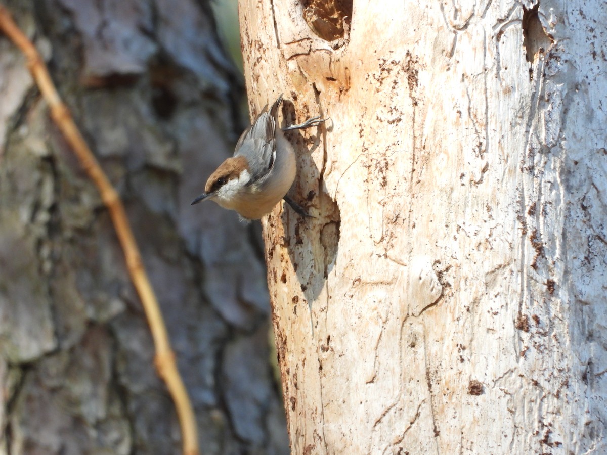 Boz Başlı Sıvacı - ML651073003