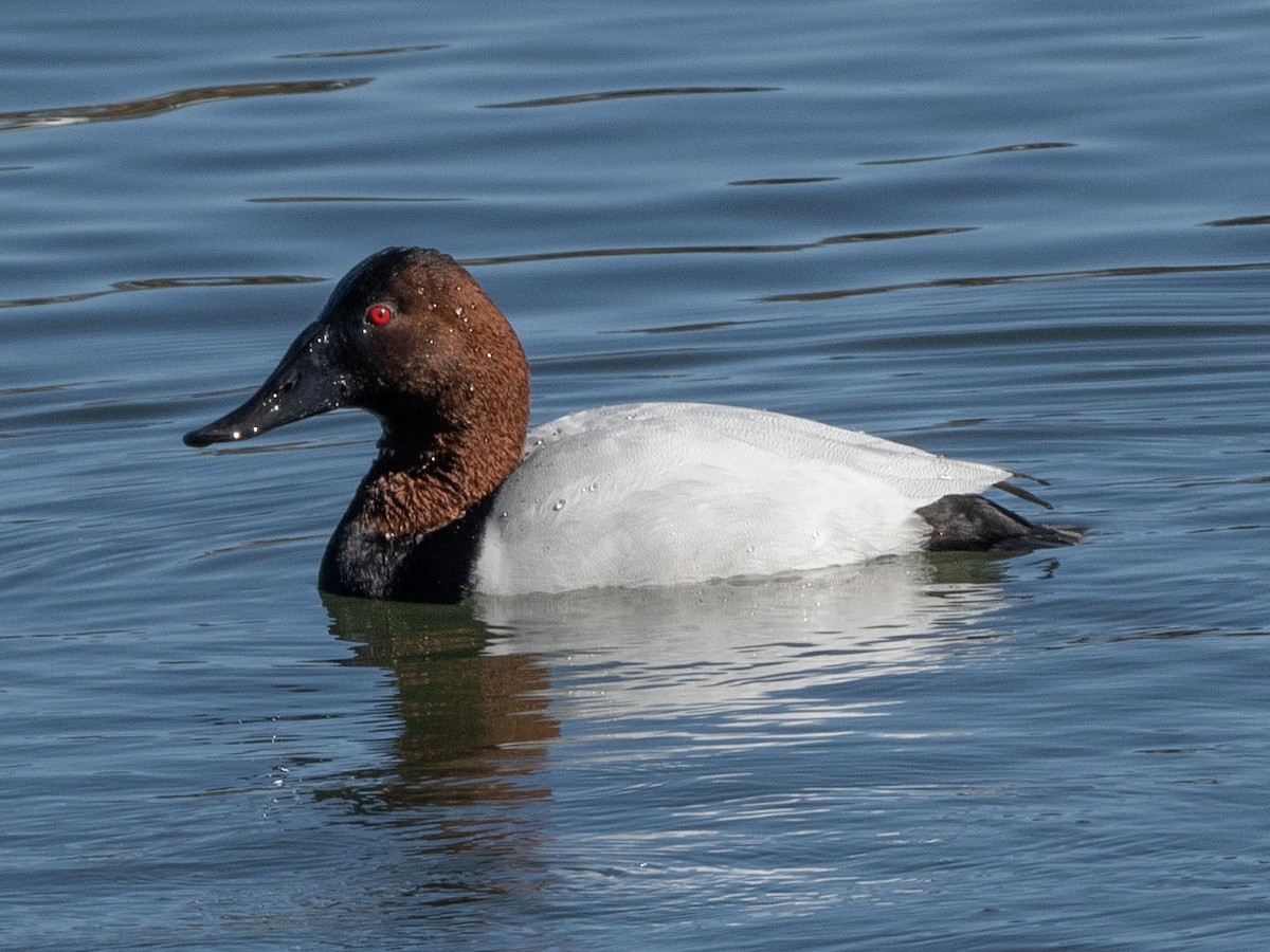 Porrón Coacoxtle - ML651073064
