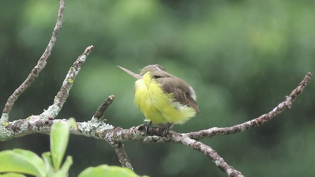 Красношапочный бентеви - ML651073187