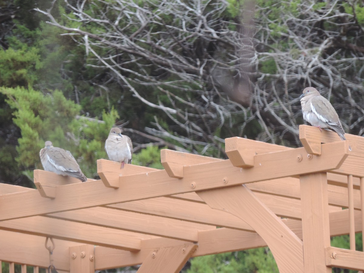 Zenaida Aliblanca - ML651073382