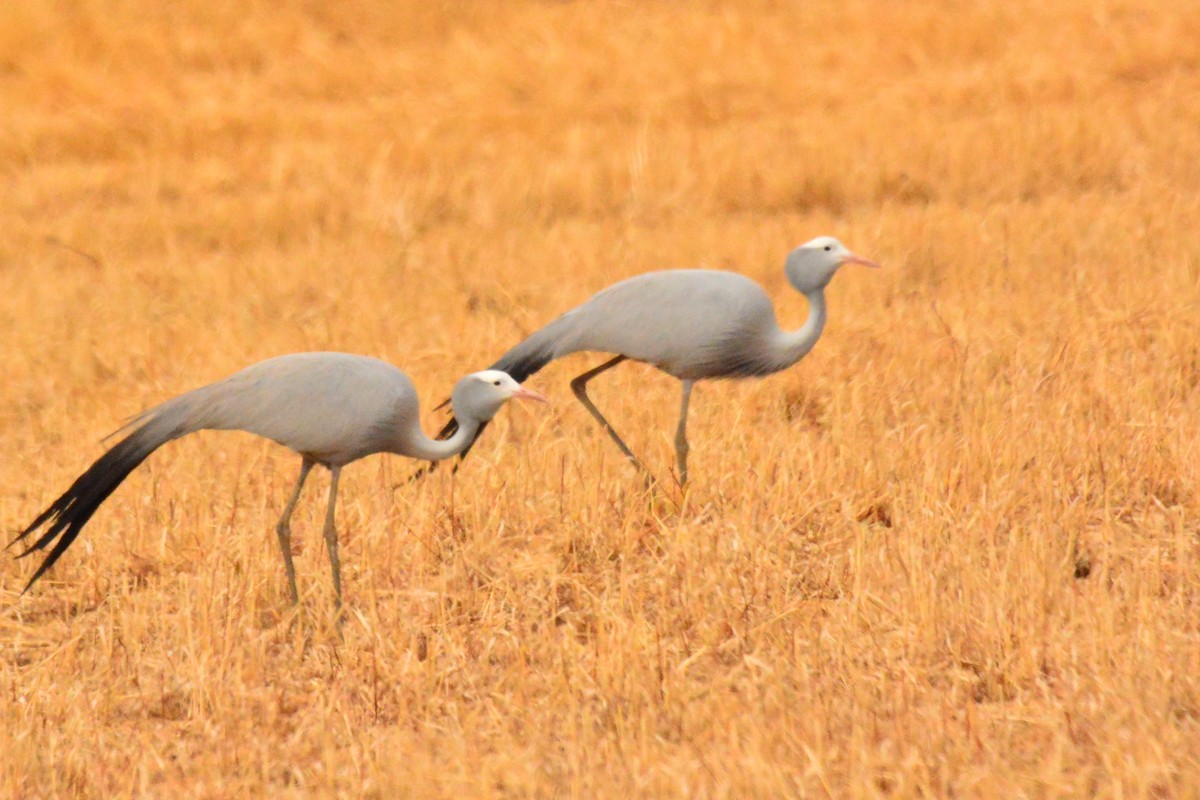 Blue Crane - ML651073472