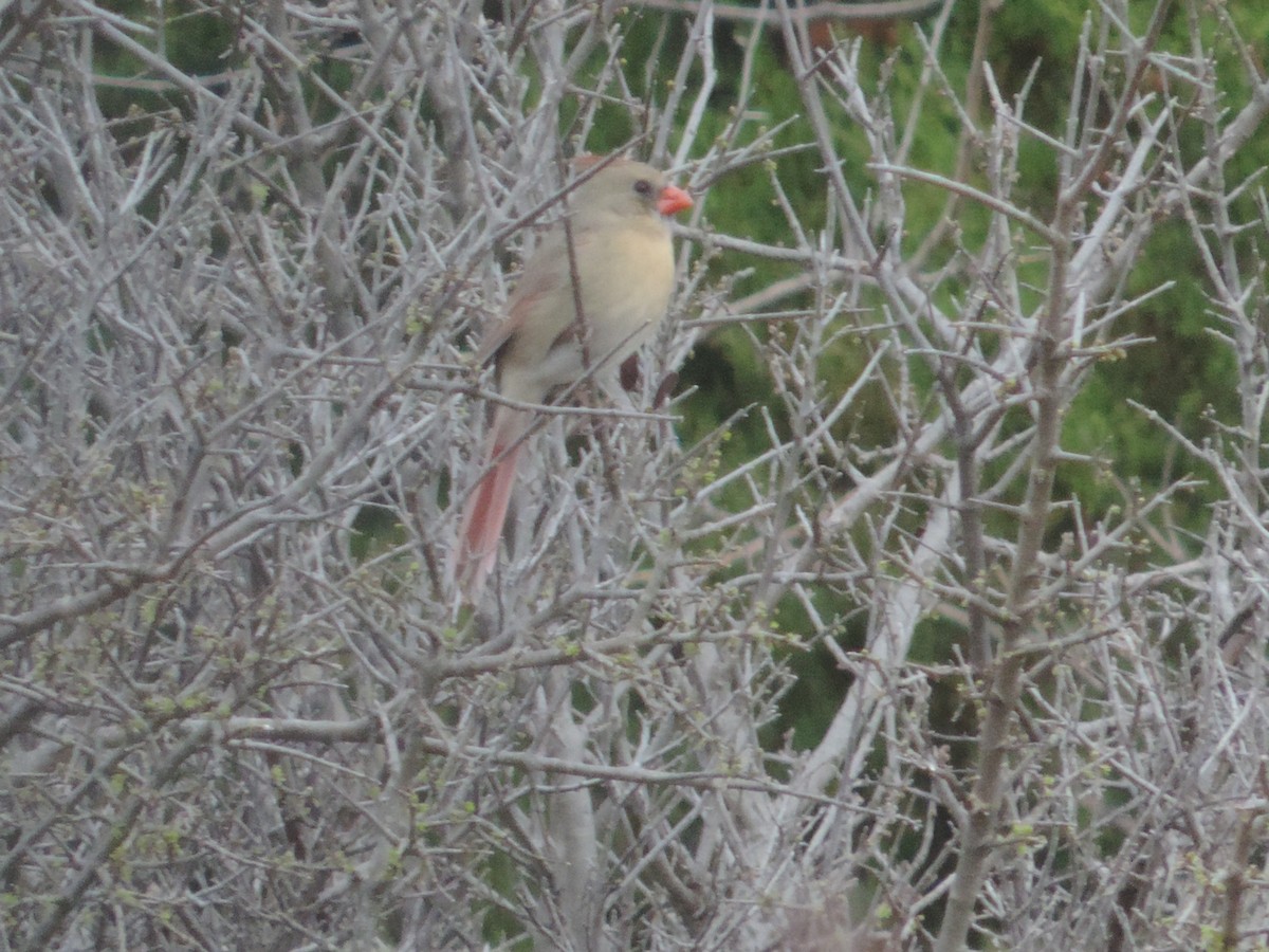 Cardenal Norteño - ML651073473
